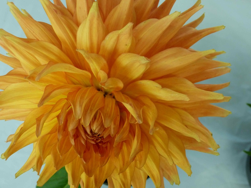 View more dahlias