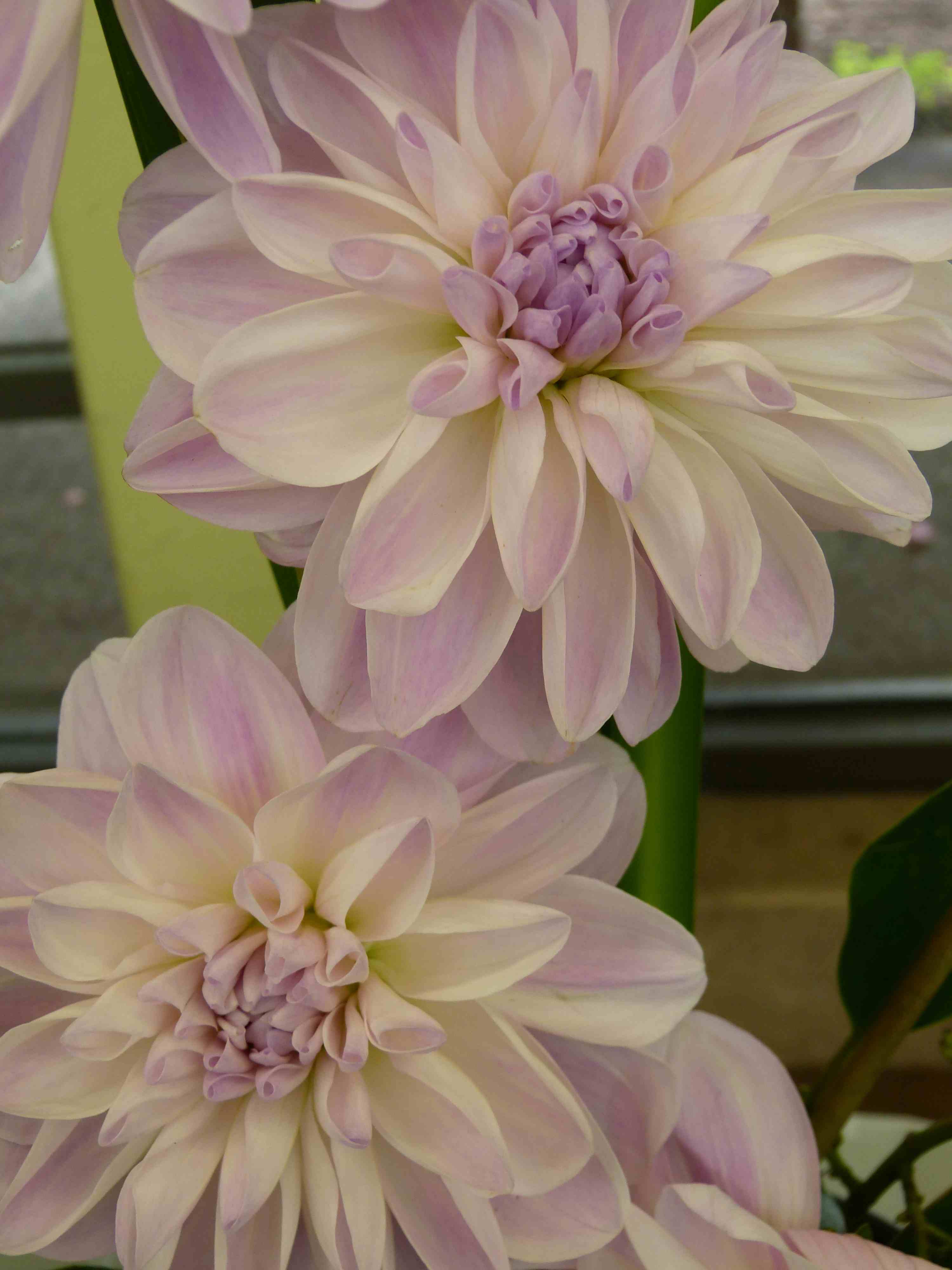 View slide show of Dahlias by Sarah Curtiss