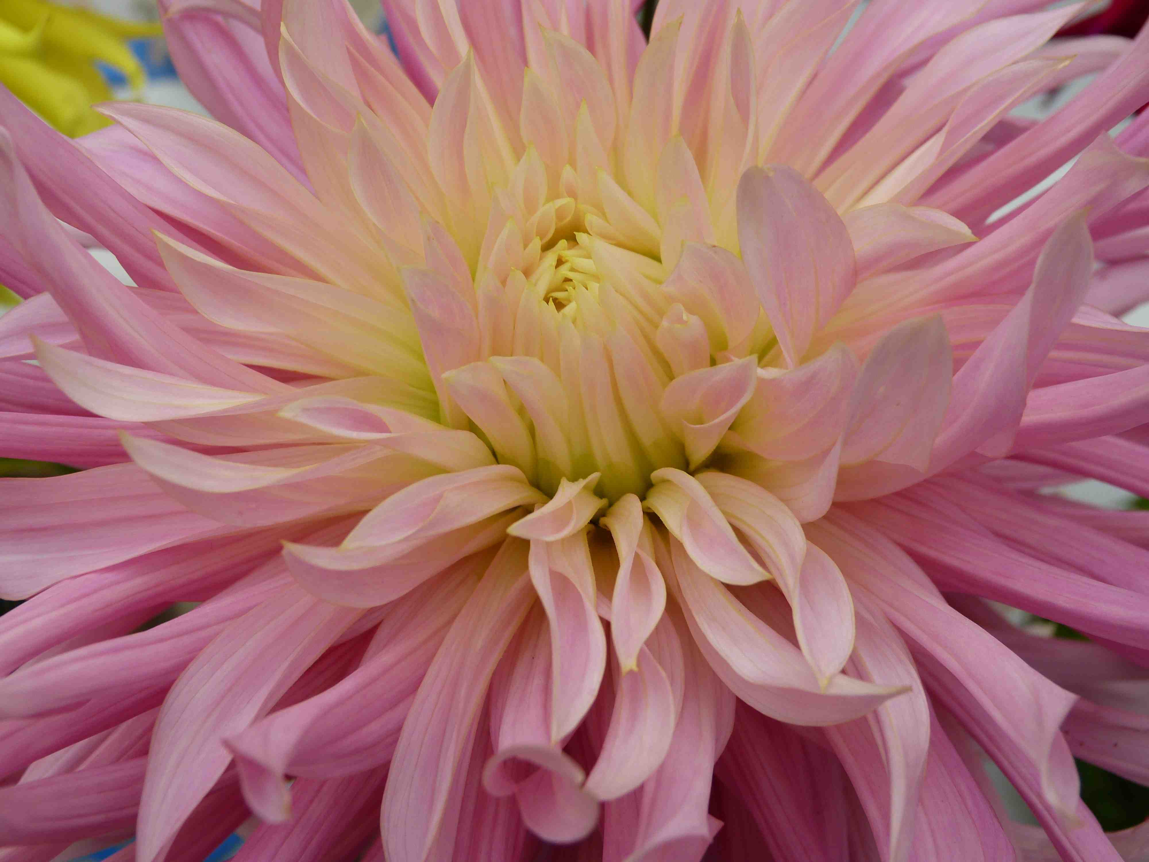 View thumbnails of dahlias by San Francisco artist Sarah Curtiss.