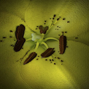 The Flower Abstracted Book Cover